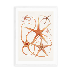 EEP Vintage Starfish 2 FP A4 White £30