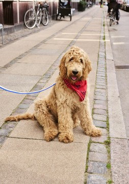 HAY Dogs Leash