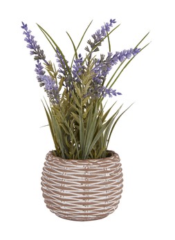 TK Maxx Fake lavender €12.99