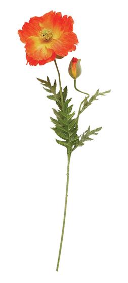 Home Orange Flower Stem