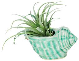 Green Shell Pot