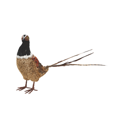 Pheasant