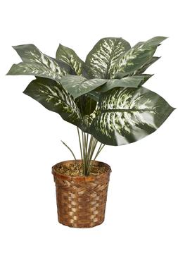 Large Leaves Plant Wicker Pot