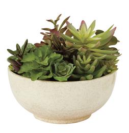 Succulent plant cement tericota pot