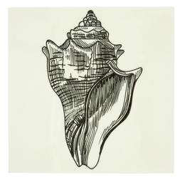 Shell Tile