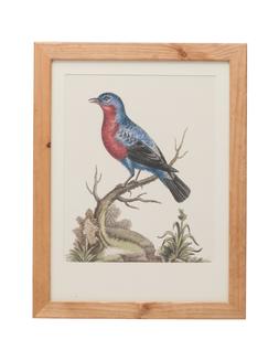 Bird Picture