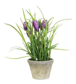 Potted Purple Tulips