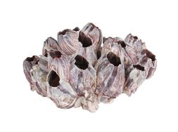 Shell Ornament