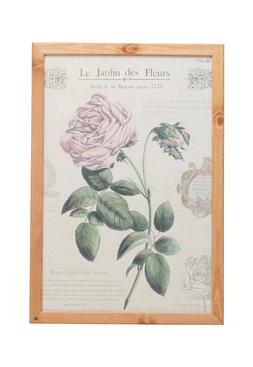 Rose Picture