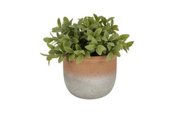 Homesense fake plant &pound;12.99