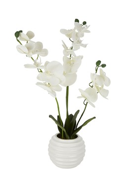 Homesense- fake plant New Price &pound;14.99-