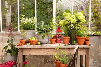 https://www.prshots.de/contents/archives/3552/1530/images/thumb350x287_auto/dobbies_garden_centres_summer-prestonhall-gyo-tomato-lifestyles__bb818_thumb.jpg