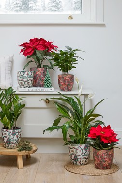 MONZA RED CHRISTMAS FOLIAGE PLANTERS £9.99-£17.99 & MONZA CHRISTMAS TREE PLANTER £9.99-£17.99