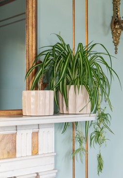 KEW ORGANIC RIPPLE BONE PLANTER &pound;19.99 - &pound;34.99