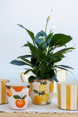 AMALFI RUSTIC ORANGE PLANTER H13.5CM £14.99, & AMALFI RUSTIC LEMON PLANTER H15.5CM £18.99