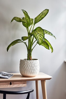 ARLES LEAF EMBOSSED WHITE PLANTER H20CM W22CM &pound;34.99