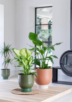 AUSTIN DUAL METAL PLANTERS £69.99 for 2