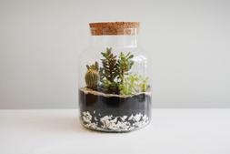 Bottle Shape Large Terrarium Diy Kit H26.5cm W19cm &pound;39.99
