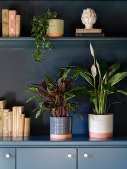 Bramwell Ivory Planter H17cm D19.5cm &pound;14.99