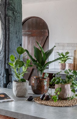 BROOKE RUSTIC GLAZED PLANTER IN WHITE, CHOCOLATE AND BLUSH £9.99 TO £14.99