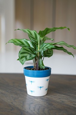 Cacti Planter Dragonfly H10cm D10cm &pound;6.99