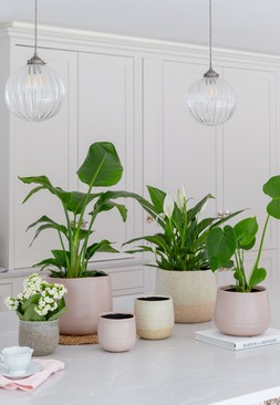 CELESTE PLANTERS £9.99 -£49.99