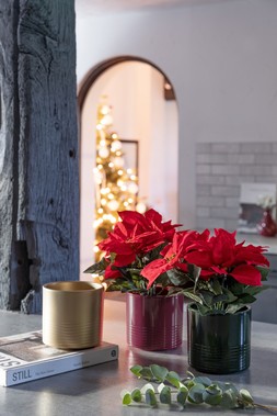 GLAZED POINSETTIA PLANTER H15CM D15CM IN WINE RED, PEARL GOLD AND MOSS GREEN