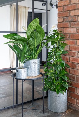INDOOR PLANTER WITH STAR IN GALVANISED STEEL H28CM W28CM £39.99, INDOOR PLANTER WITH STAR IN GALVANISED STEEL H23CM W23CM £29.99