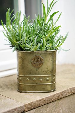 KEW AGED BRASS REGENCY PLANTER 14cm &pound;15.99