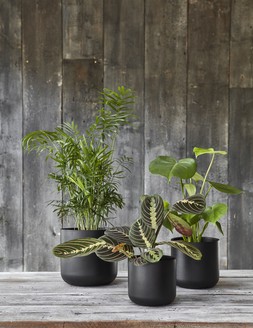 Lisbon Planter Anthracite H11.5cm D11.5cm &pound;4.99