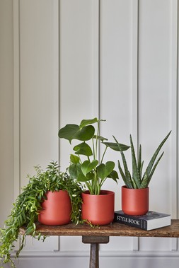 Lisbon Planter Coral H11.5cm D11.5cm &pound;4.99