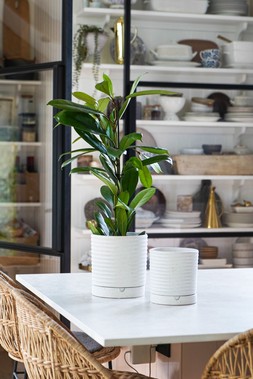 Luna Stoneware Planter & Saucer White H15cm D14cm &pound;15.99