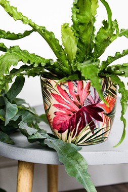 Monza Tropical Fuchsia Planter H13cm D13cm &pound;8.99