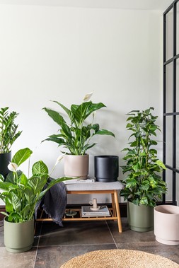 SPECIMEN PLANTER BLUSH, KHAKI, ANTHRACITE £19.99