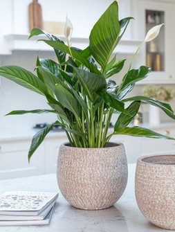 Ostia Planter Speckled H19cm D21cm &pound;24.99, Ostia Planter Speckled H23cm D25cm &pound;29.99