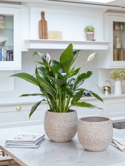 Ostia Planter Speckled H19cm D21cm &pound;24.99, Ostia Planter Speckled H23cm D25cm &pound;29.99