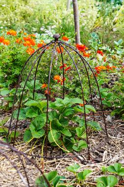 OUTDOOR WIRE NETTED PLANT PROTECTOR BRONZE &pound;54.99
