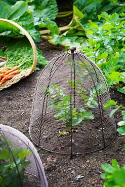 OUTDOOR WIRED PLANT PROTECTOR BRONZE H48CM W36CM