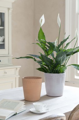Painswick White Terracotta Pinched Planter H18.5cm D19cm &pound;24.99