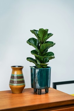 Pisa Emerald Planter H19cm D16cm &pound;29.99