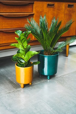 Pisa Mustard Planter H19cm D16cm &pound;29.99 8