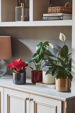 Poinsettia Planter Cream:Ruby:Gold:Pewter H13.5cm D14cm &pound;5.99