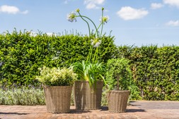 POLYRATTAN NATURAL LINED PLANTER H40CM D36CM &pound;39.99 & POLYRATTAN NATURAL LINED PLANTER H49CM D44CM &pound;59.99