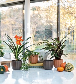 Pumpkin Planter Matte Bronze:Matte Orange:Matte White: H12cm D14cm &pound;5.99