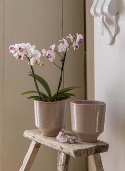 Reactive Glaze Rose Orchid Planter H13cm D13cm &pound;12.99