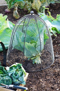 SMALL OUTDOOR WIRED PLANT PROTECTOR ZINC &pound;39.99