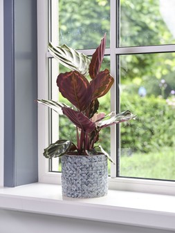 Terni Planter Denim 14cm &pound;12.99