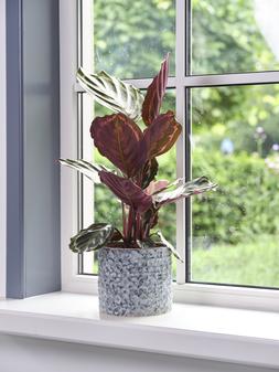 TERNI PLANTER DENIM 20CM &pound;27.99