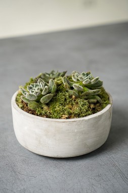 Tivoli Bowl Cement H8cm D16cm &pound;9.99 1