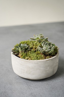Tivoli Bowl Cement H8cm D16cm &pound;9.99